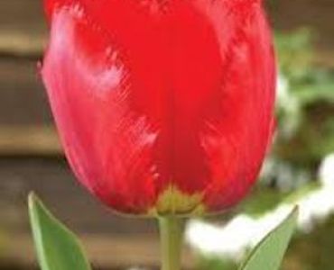 Лале Crispa crystal beauty